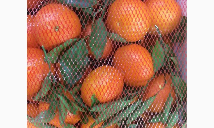 Iспанський Мандарин - фото № 5