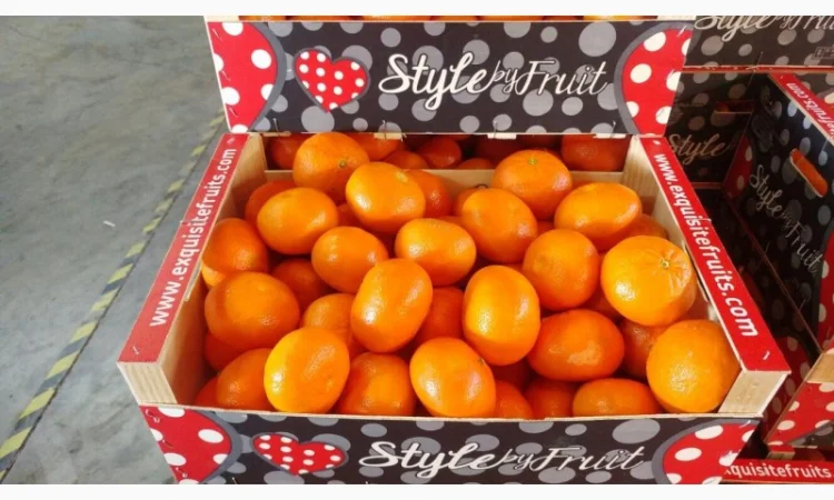 Iспанський Мандарин - фото № 6