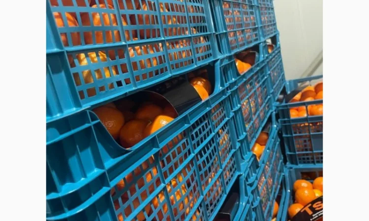 Мандарины Испания цена 36грн кг от 5 тонн - фото № 2