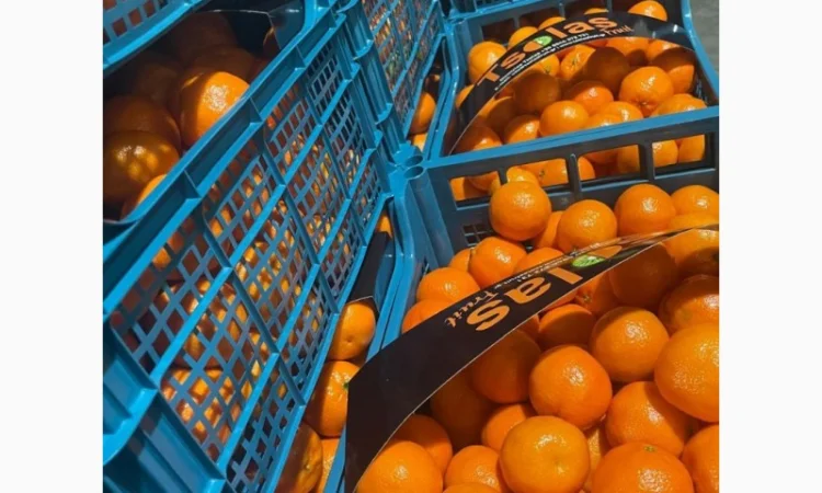 Мандарины ОПТ Турция цена 36грн кг От 5тонн - фото № 1