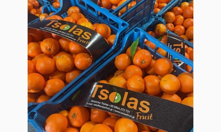 Продам Мандарины оптом по цене 36грн кг - от 5 тонн без брака доставка - фото № 1