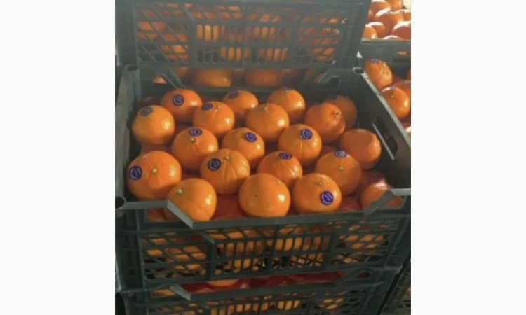 Продам Мандарины оптом по цене 36грн кг - от 5 тонн без брака доставка - фото № 4