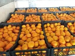 Продам мандарины оптом грузия - фото № 1