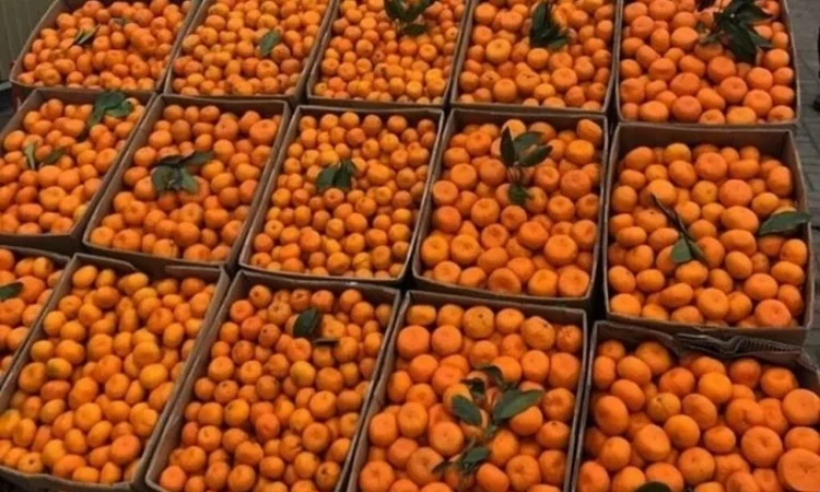 Продам мандарины оптом Грузия Л - фото № 1