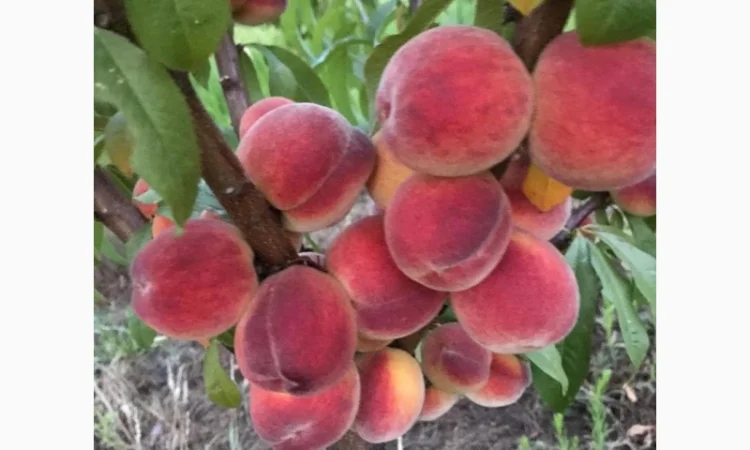 Продаж персиків - фото № 4