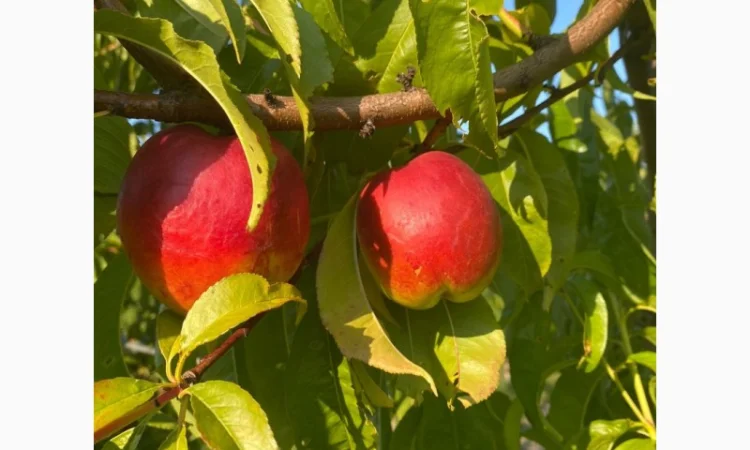 Оптовий продаж персиків-нектаринок - фото № 2