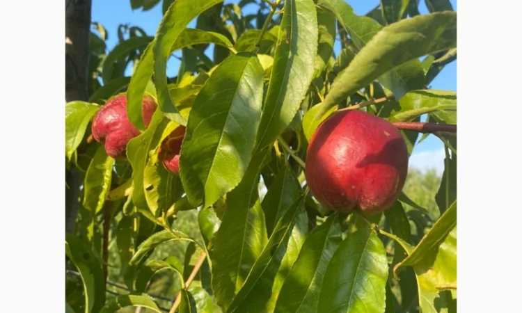 Оптовий продаж персиків-нектаринок - фото № 3