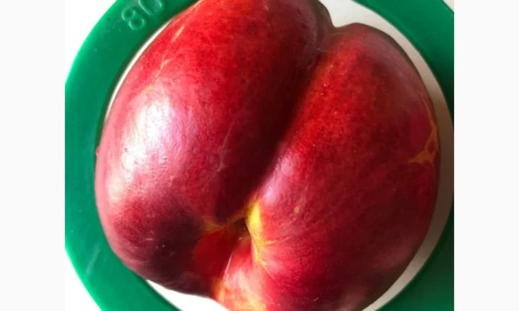 Оптовий продаж персиків-нектаринок - фото № 4