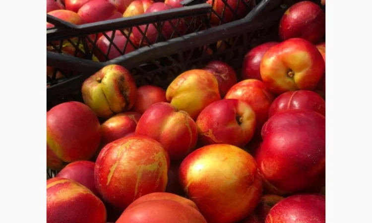 Оптовий продаж персиків-нектаринок - фото № 5