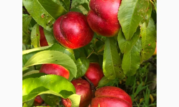 Оптовий продаж персиків-нектаринок - фото № 6