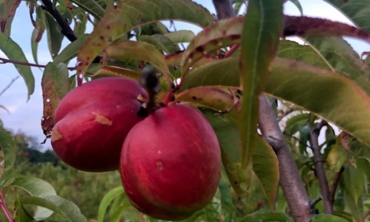 Оптовий продаж персиків-нектаринок - фото № 7