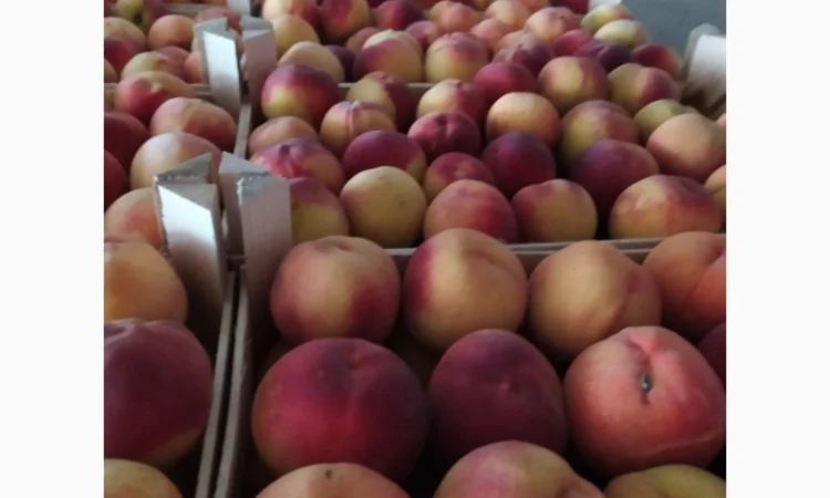 Продам персик сорт ретхавен - фото № 1