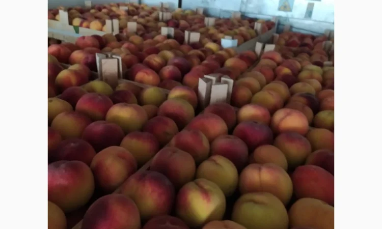 Продам персик сорт ретхавен - фото № 2