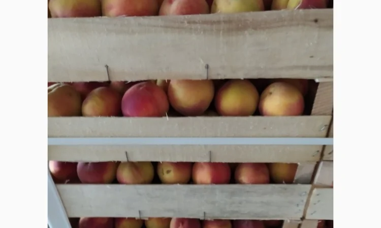 Продам персик сорт ретхавен - фото № 3