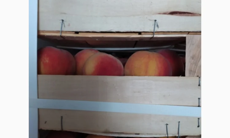 Продам персик сорт ретхавен - фото № 4