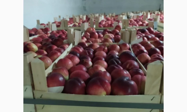 Продам нектарин - фото № 1