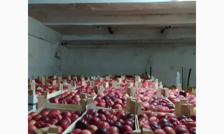 Продам нектарин - фото № 2