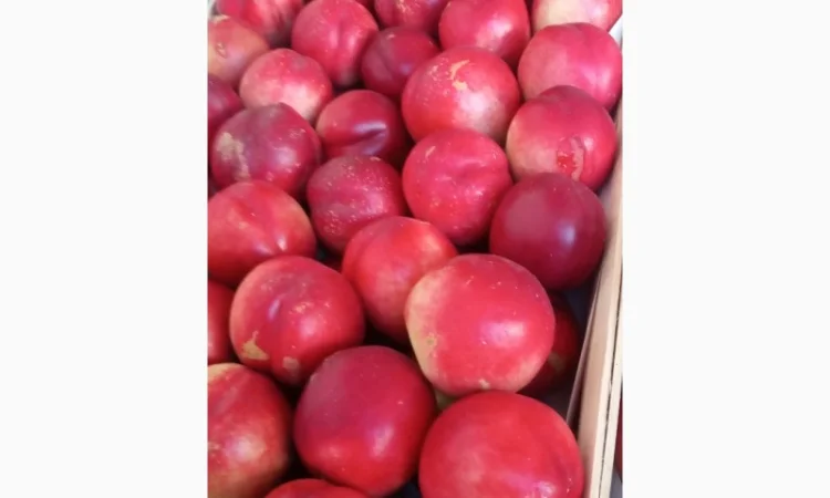 Продам нектарин - фото № 3