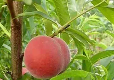 ОПТОВИЙ продаж персика з саду : середніх та пізніх сортів дозрівання.Самовивіз - фото № 4