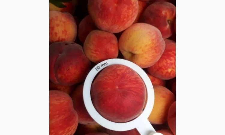 ОПТОВИЙ продаж персика з саду : середніх та пізніх сортів дозрівання.Самовивіз - фото № 3