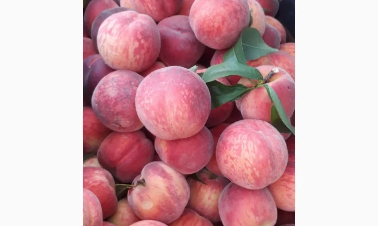 ОПТОВИЙ продаж персика з саду : середніх та пізніх сортів дозрівання.Самовивіз - фото № 5