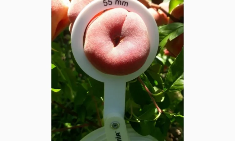 ОПТОВИЙ продаж персика з саду : середніх та пізніх сортів дозрівання.Самовивіз - фото № 7