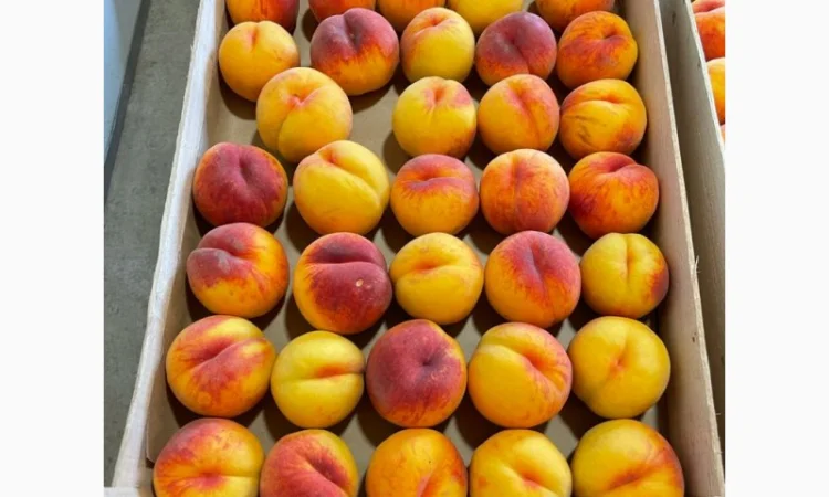 ОПТОВИЙ продаж персика з саду : середніх та пізніх сортів дозрівання.Самовивіз - фото № 2