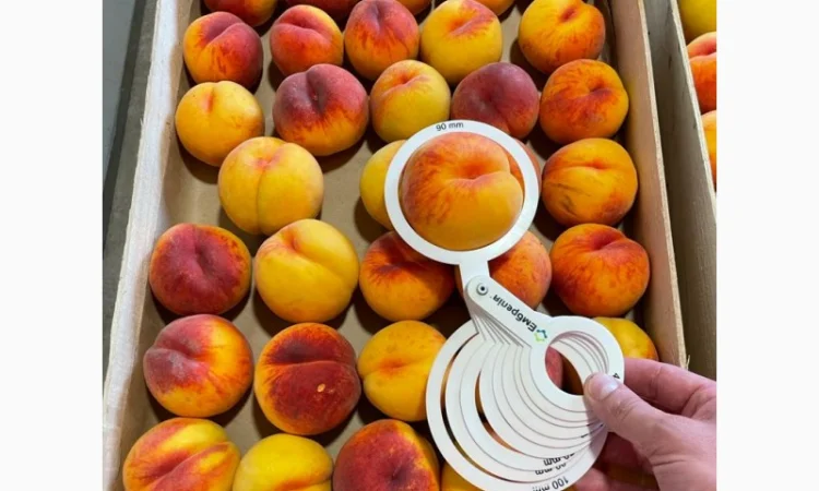 ОПТОВИЙ продаж персика з саду : середніх та пізніх сортів дозрівання.Самовивіз - фото № 1