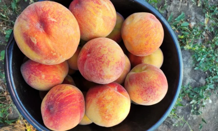 Продам персик, сорт Харбингер - фото № 1