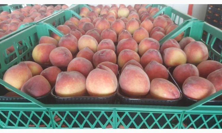 Персик урожай 2023, оптом из Турции - фото № 1