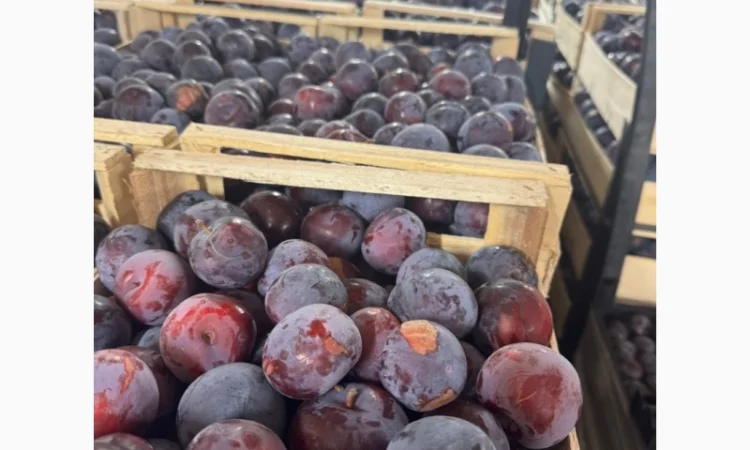 Продам сливу оптом - фото № 1