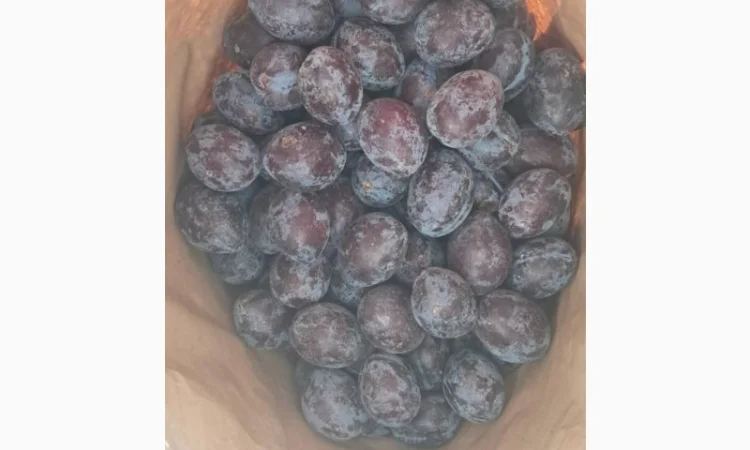 Продам сливу заморожену, сорт Стенлей - фото № 2