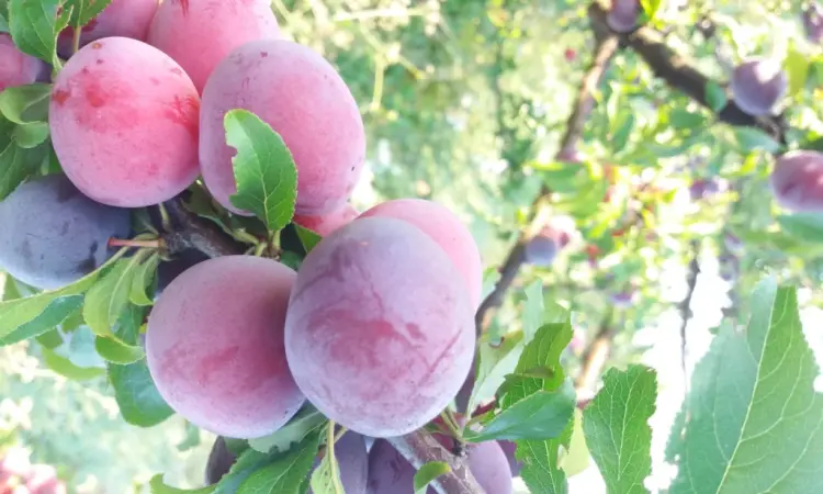 Сливка, свіжі плоди на продаж - фото № 10