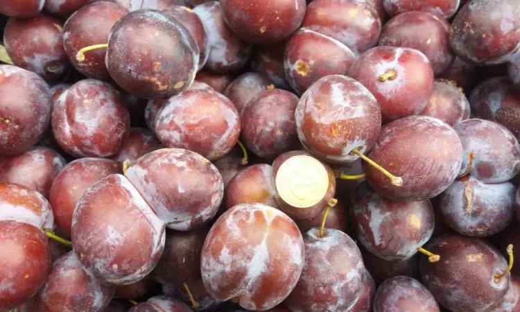 Сливка, свіжі плоди на продаж - фото № 4
