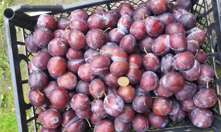 Сливка, свіжі плоди на продаж - фото № 5