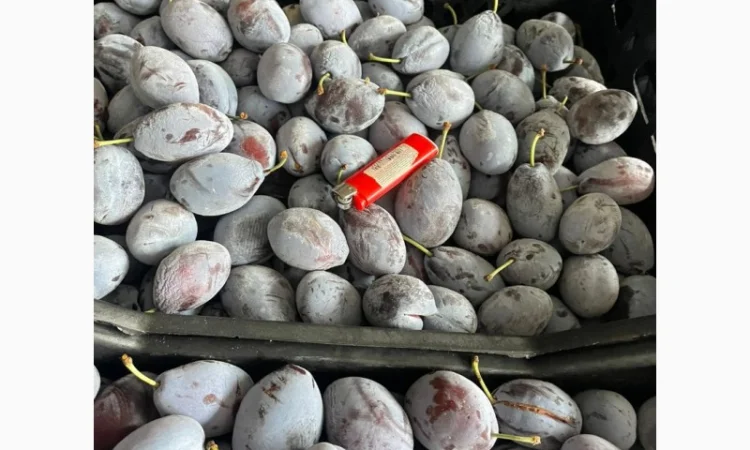 Продам товарну сливу сорт стенлей - фото № 1