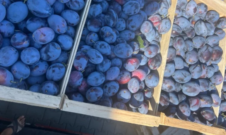 Продажа слива - фото № 1