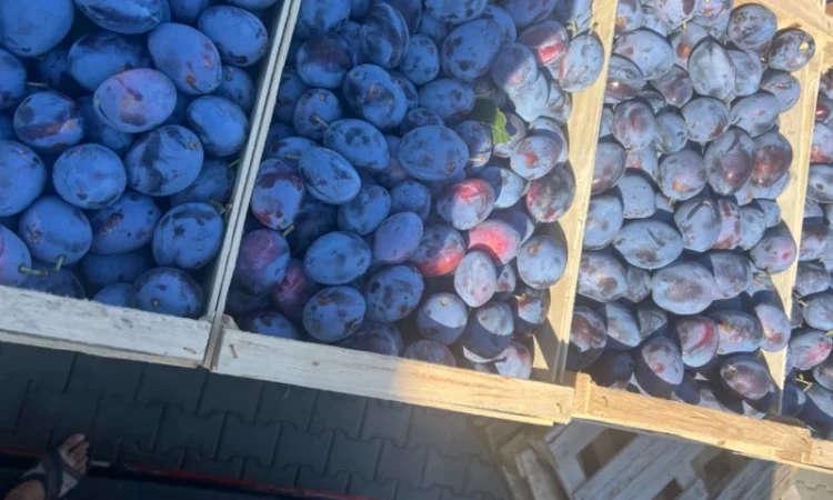 Продажа слива - фото № 2