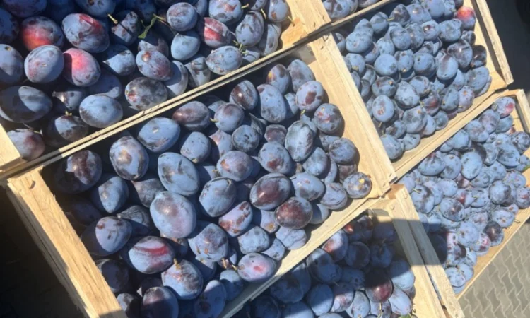 Продажа слива - фото № 3