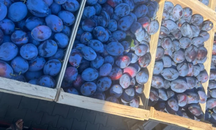 Продажа слива - фото № 4