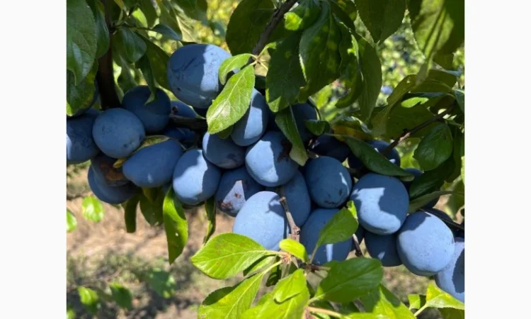 Продажа слива - фото № 5