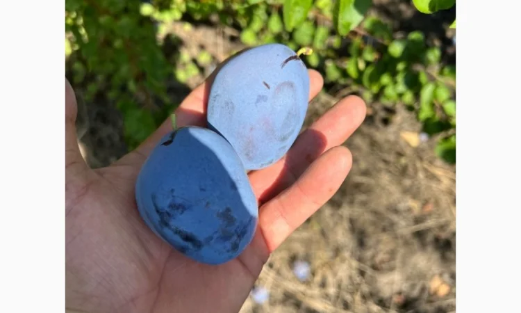 Продажа слива - фото № 9