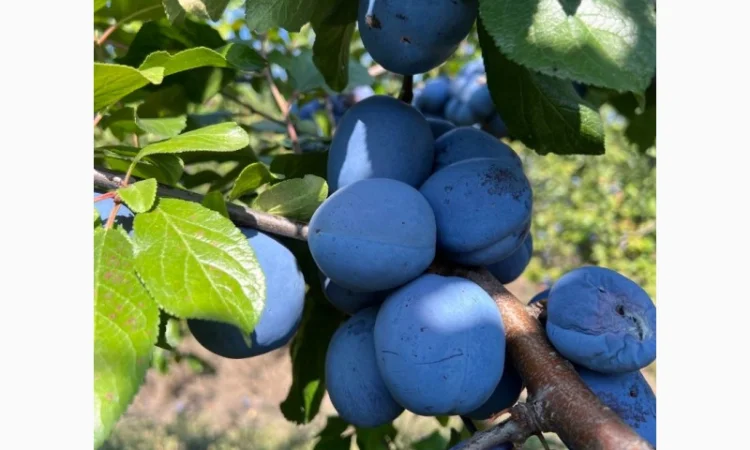 Продажа слива - фото № 10