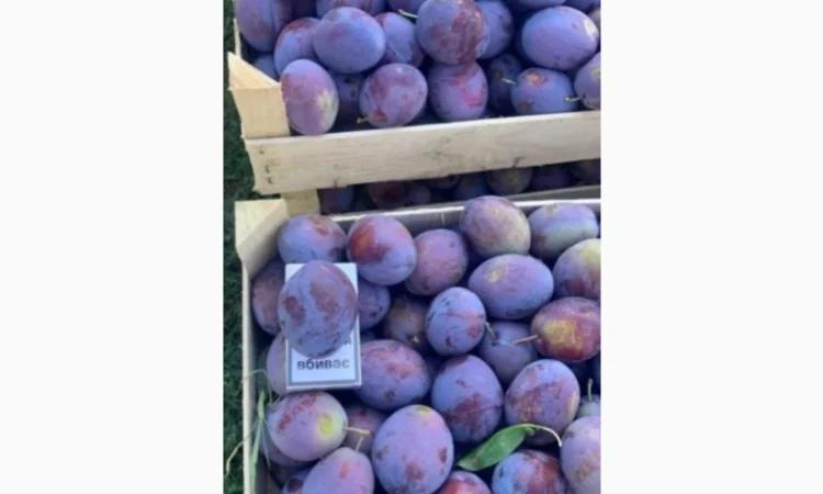 Продажа слива - фото № 11