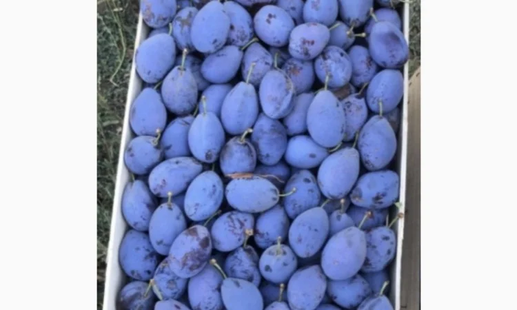 Продажа слива - фото № 12