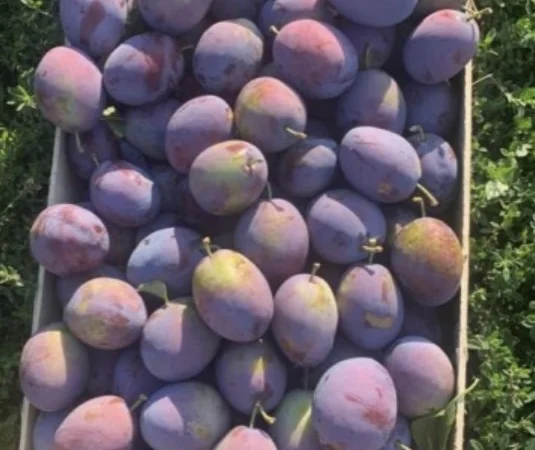 Продажа слива - фото № 13