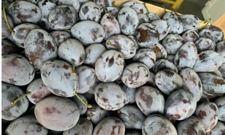 Продажа слива - фото № 14