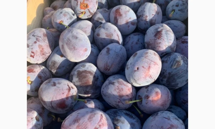 Слива : президент, стенлей, топ-хит, блю-фри - фото № 4