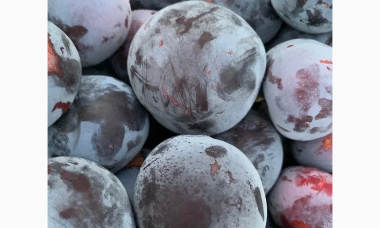 Слива : президент, стенлей, топ-хит, блю-фри - фото № 6