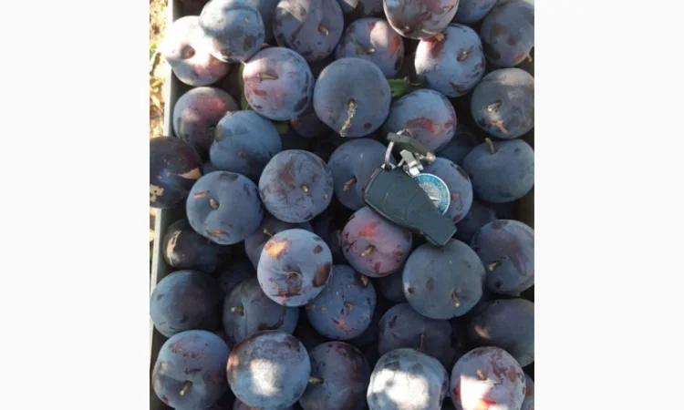 Слива : президент, стенлей, топ-хит, блю-фри - фото № 7